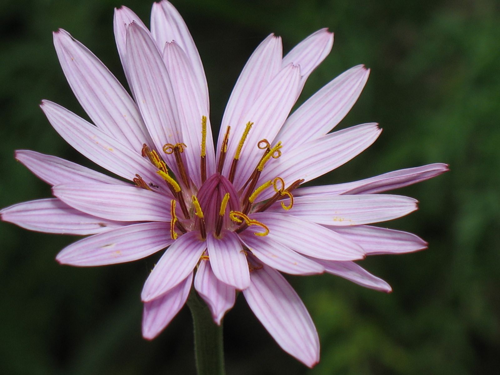 Flower in March in Israel